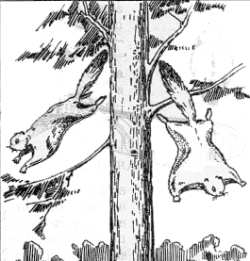 Fig. 32. Ardillas voladoras planeando. Estas ardillas saltan desde sitios altos y alcanzan distancias de 20-30 m.
