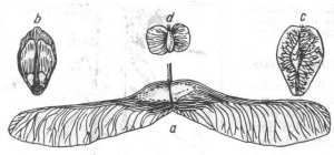 Fig. 33. Semillas voladoras: a - sámara del arce; b - semilla del pino; c - del olmo; d - del abedul.