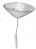 Fig. 34. Fruto del tragopogon