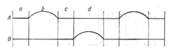 Fig. 18. Representación gráfica del movimiento de los pies al andar. La línea superior (A) corresponde a un pie; la inferior (B), al otro. Las partes rectas representan los momentos en que el pie se apoya en el suelo; los arcos, los momentos en que el pie se mueve sin apoyarse en ninguna parte. En este gráfico puede verse, como durante el período de tiempo a ambos pies se apoyan en el suelo; durante b, el pie A está en el aire, mientras que pie B sigue apoyándose en el suelo; durante c, otra vez se apoyan ambos pies. Cuanto más deprisa se ande, más cortos serán los intervalos a y c (compárese con el gráfico del movimiento de los pies al correr).