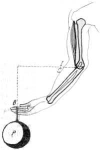 Fig. 27. El antebrazo C del hombre es una palanca de segundo género. La fuerza que actúa se aplica en el punto I; el apoyo de la palanca se encuentra en el punto 0 de la articulación; la resistencia que se vence (la pesa P) está aplicada en el punto B. La distancia BO es, aproximadamente, 8 veces mayor que la IO.