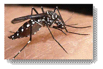 El mosquito Aedes Aegypti trasmisor del dengue