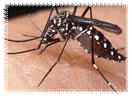 C:UsersEsmedDesktopdengueimagenesaedes_aegypti_vector_del_dengue_358855_t0.jpg