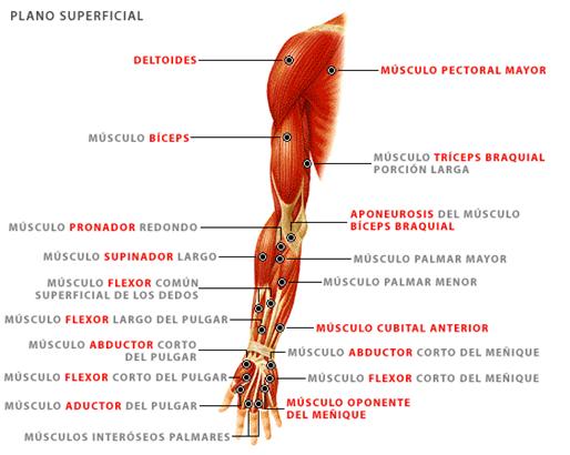 Músculos del brazo (profundo)