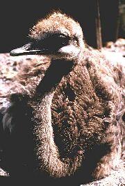 Choique.jpg (17354 bytes)